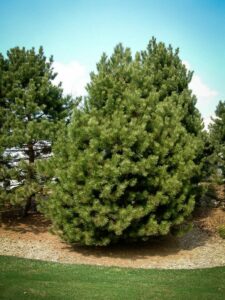 Сосна Чёрная (Pinus Nigra) купить по цене от 270.00р. в интернет-магазине «Посадика» с доставкой почтой в в Кирово-Чепецке и по всей России – [изображение №1].