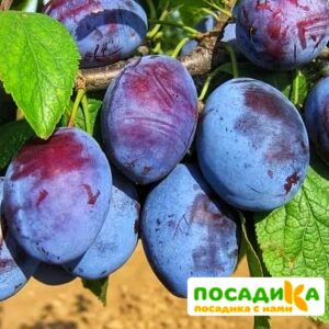 Слива Чачакская ранняя купить по цене от 229.00р. в интернет-магазине «Посадика» с доставкой почтой в в Кирово-Чепецке и по всей России – [изображение №1].