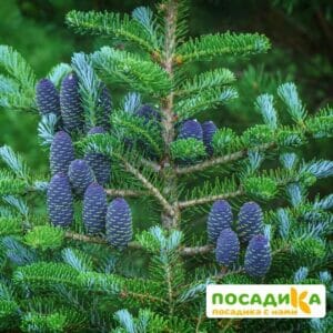 Пихта корейская (Abies koreana) купить по цене от 450.00р. в интернет-магазине «Посадика» с доставкой почтой в в Кирово-Чепецке и по всей России – [изображение №1].