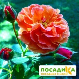 Роза Арабия купить по цене от 350.00р. в интернет-магазине «Посадика» с доставкой почтой в в Кирово-Чепецке и по всей России – [изображение №1].