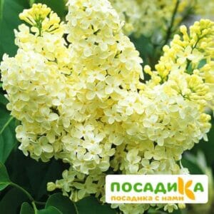 Сирень Примроуз (Primrose) купить по цене от 529.00р. в интернет-магазине «Посадика» с доставкой почтой в в Кирово-Чепецке и по всей России – [изображение №1].