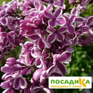 Сирень Сенсация купить по цене от 529.00р. в интернет-магазине «Посадика» с доставкой почтой в в Кирово-Чепецке и по всей России – [изображение №1].