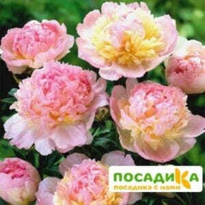 Пион Распберри Сандей (Paeonia Raspberry Sundae) купить по цене от 959р. в интернет-магазине «Посадика» с доставкой почтой в в Кирово-Чепецке и по всей России – [изображение №1].