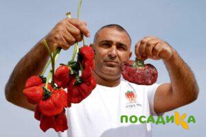 Клубника Гигант Джорнея купить по цене от 266р. в интернет-магазине «Посадика» с доставкой почтой в в Кирово-Чепецке и по всей России – [изображение №1].