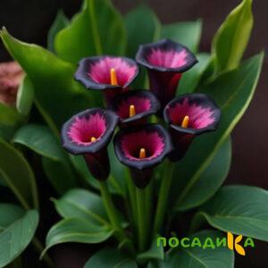 Калла Аура Лейс купить по цене от 400р. в интернет-магазине «Посадика» с доставкой почтой в в Кирово-Чепецке и по всей России – [изображение №1].