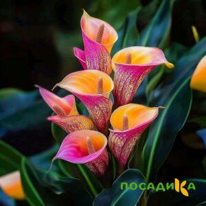 Калла Оникс купить по цене от 450р. в интернет-магазине «Посадика» с доставкой почтой в в Кирово-Чепецке и по всей России – [изображение №1].
