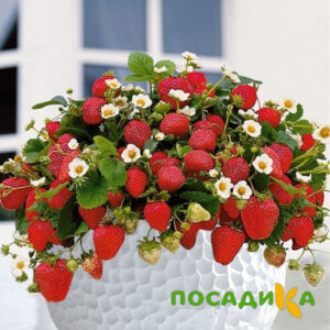Клубника Рубиновый Шепот (горшечная) купить по цене от 240р. в интернет-магазине «Посадика» с доставкой почтой в в Кирово-Чепецке и по всей России – [изображение №1].