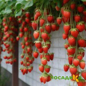 Клубника вьющаяся Комплимент купить по цене от 470р. в интернет-магазине «Посадика» с доставкой почтой в в Кирово-Чепецке и по всей России – [изображение №1].