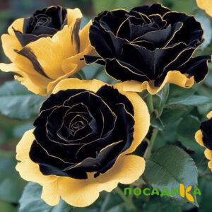 Роза Ханни Сикл купить по цене от 700р. в интернет-магазине «Посадика» с доставкой почтой в в Кирово-Чепецке и по всей России – [изображение №1].