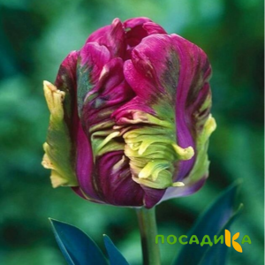Тюльпан Экзотик Хэвен купить по цене от 186р. в интернет-магазине «Посадика» с доставкой почтой в в Кирово-Чепецке и по всей России – [изображение №1].